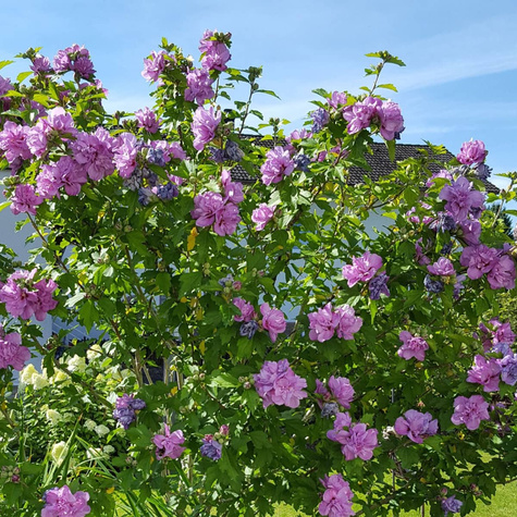 Ketmia syryjska Hibiskus Ardens (C2)