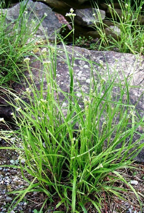 Kosmatka owłosiona 'Igel'