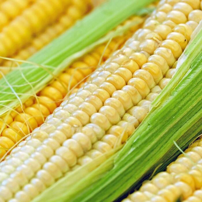 Kukurydza cukrowa Golden Bantam 20g