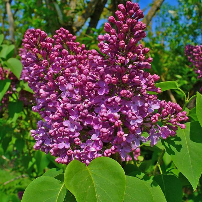Lilak pospolity Charles Joly czerowno-purpurowy pełny pachnący 