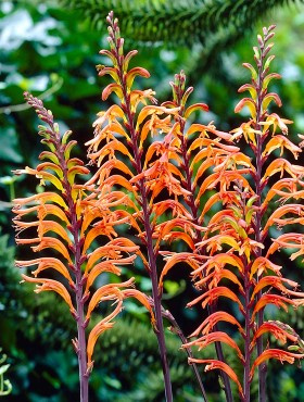 Lilia Kobry Chasmanthe 'Saturnus'