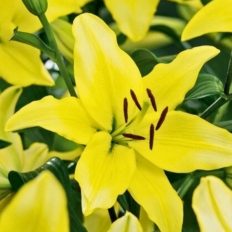 Lilia azjatycka Yellow Power żółta