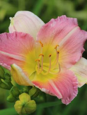 Liliowiec 'Final Touch'