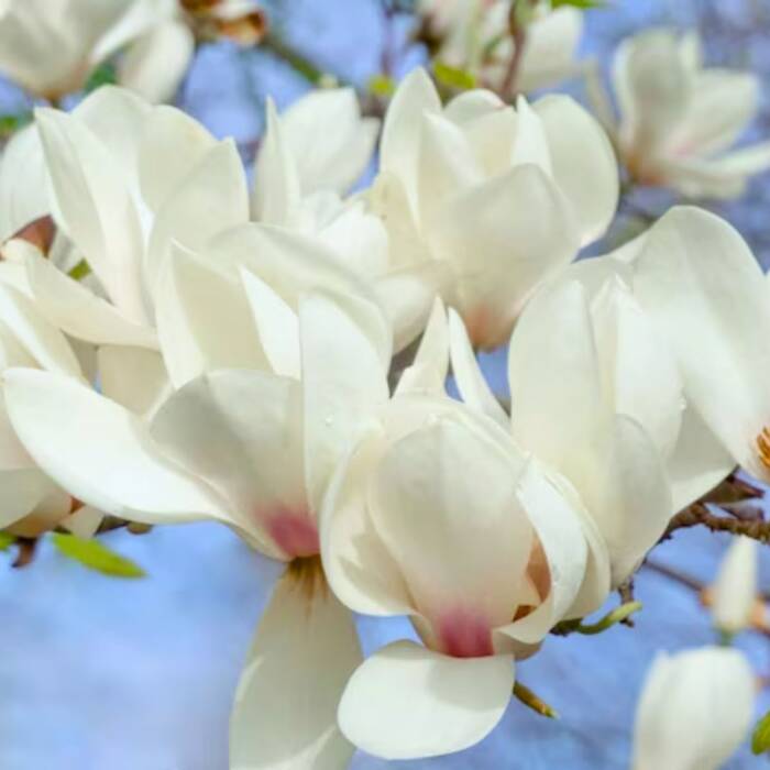 Magnolia Alba Superba 