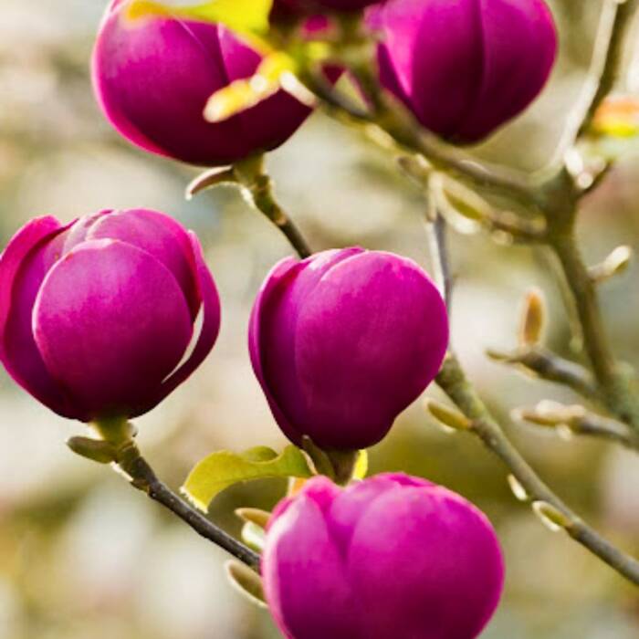 Magnolia Black Tulip 