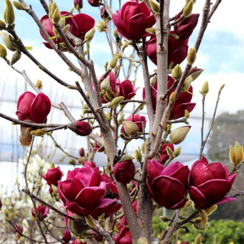 Magnolia Genie 