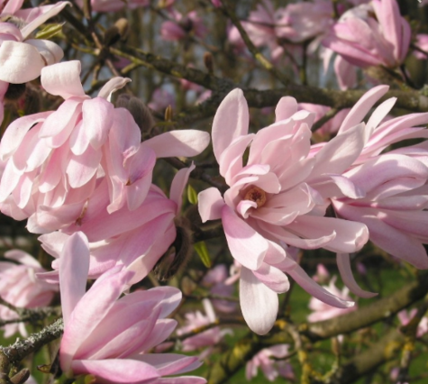 Magnolia gwieździsta Stellata Rosea
