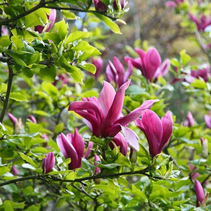 Magnolia purpurowa Nigra