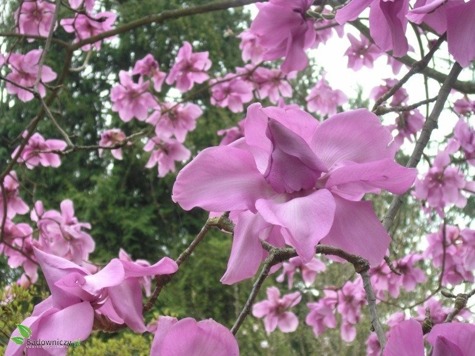 Magnolia w odmianach
