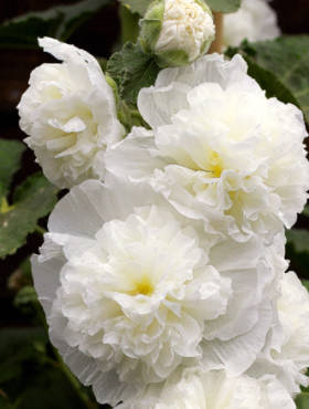 Malwa różowa Chaters White (P9)