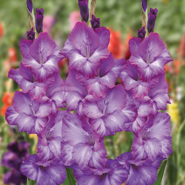 Mieczyk wielkokwiatowy Violetta fioletowy