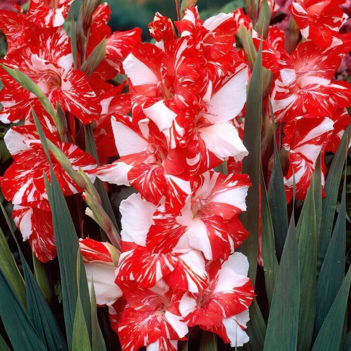 Mieczyk wielkokwiatowy Zizane czerwono-biały