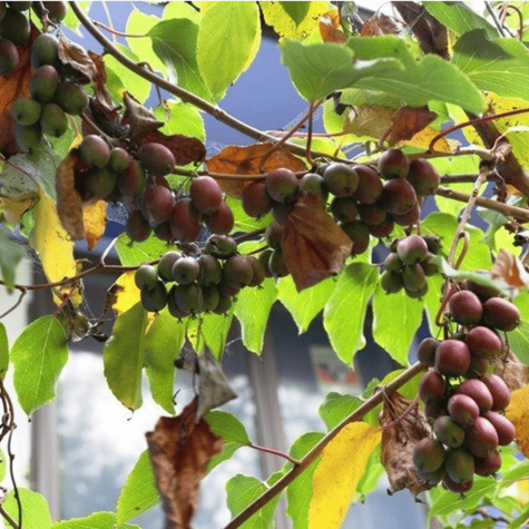 Mini Kiwi Aktinidia Ostrolistna Ananasnaya Żeńska Czerwona