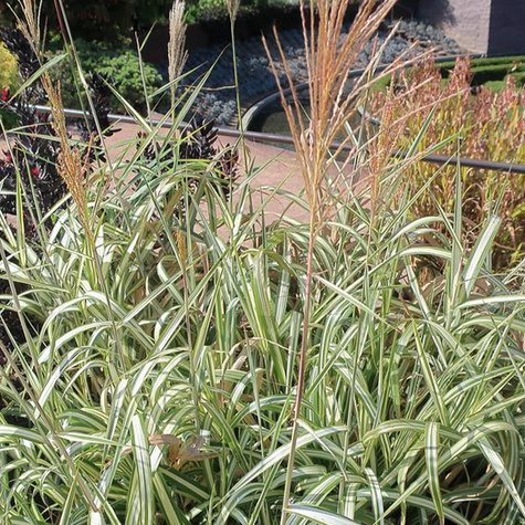 Miscanthus sinensis Miskant chiński 'Cabaret'