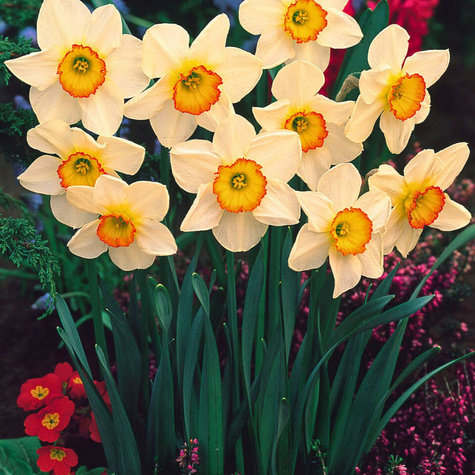 Narcyz Wielkoprzykoronkowy Flower Record