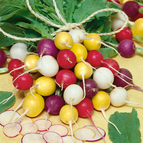 Nasiona dla dzieci Rzodkiewka Mix odmian Easter Eggs Vilmorin Kids 4g