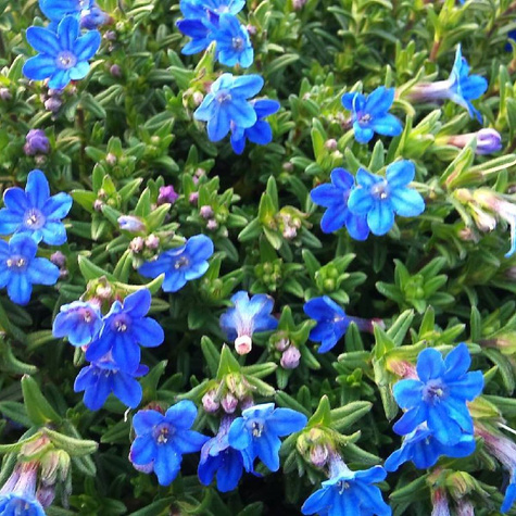 Nawrot rozpierzchły Heavenly Blue (P9)