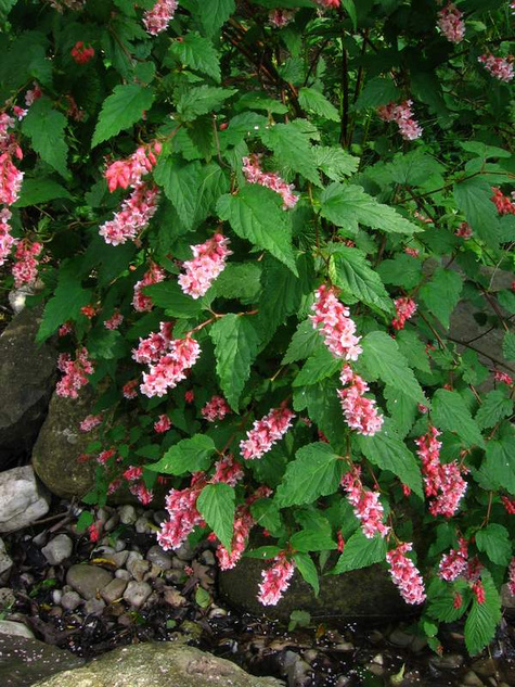 Neillia affinis