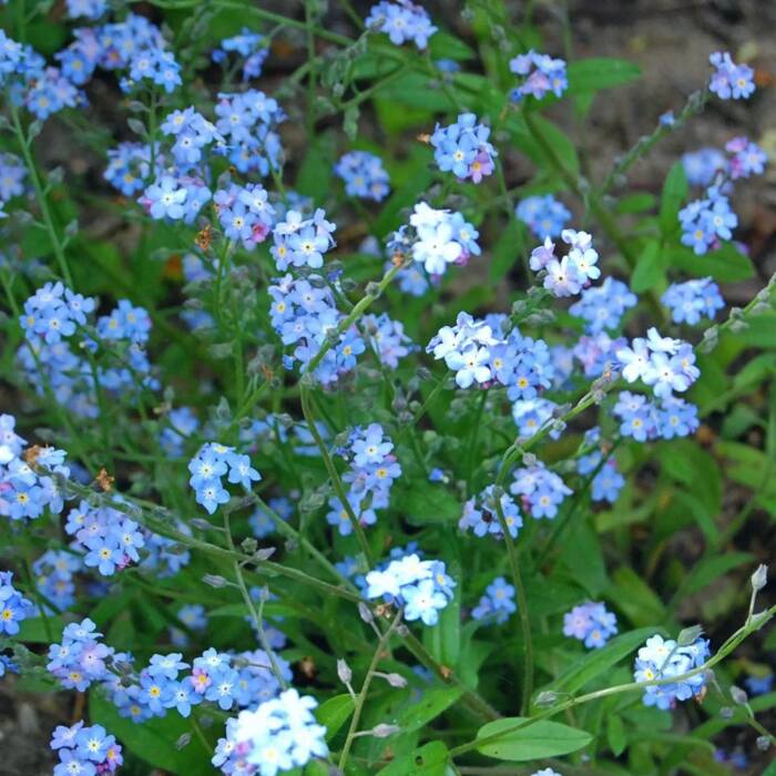Niezapominajka niebieska 0,5g Plantico
