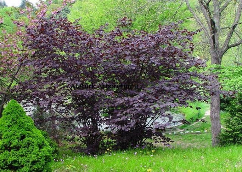 Orzech laskowy purpurowy Najozdobniejsza Leszczyna 