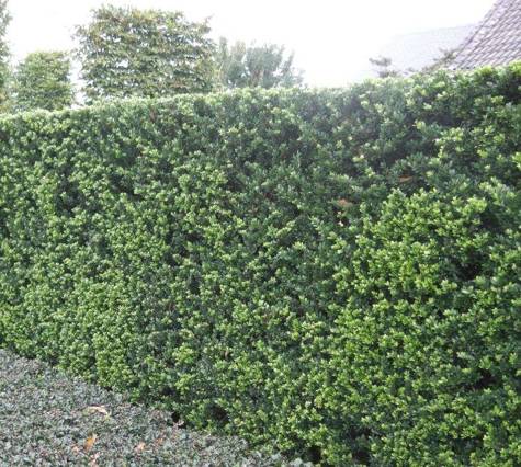 Ostrokrzew karbowanolistny 'Green Hedge''