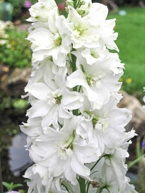 Ostróżka Fantasia White/Black Blotch