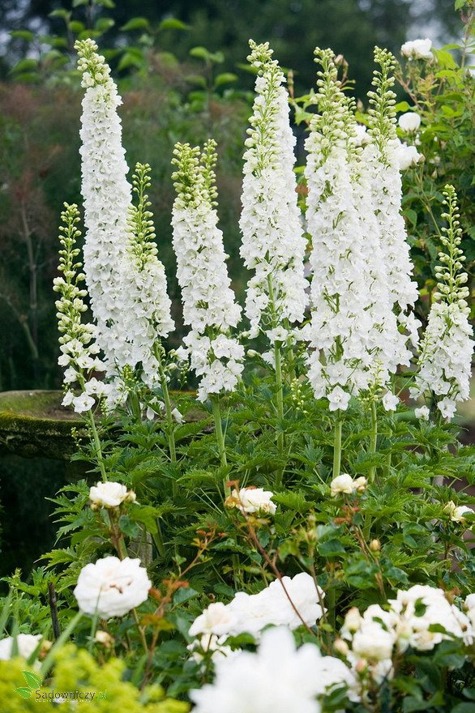 Ostróżka ogrodowa Excalibur Pure White (C2)