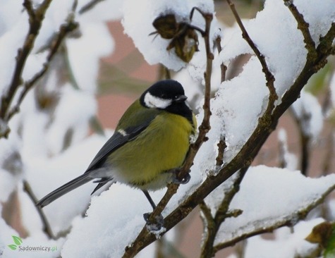POKARM  kolba zimowa dla ptaków zimujących 3szt. (ME50)