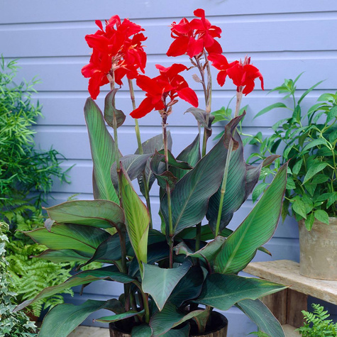 Paciorecznik Canna Kanna Black Knight czerwony