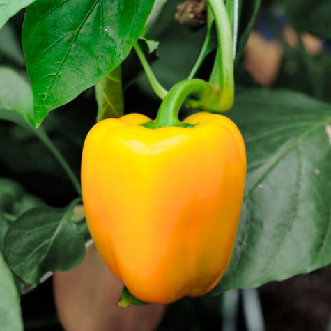 Papryka Lamia gruntowa pod osłony 10g