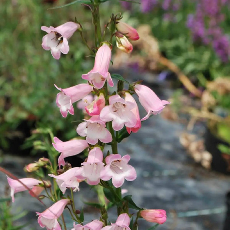 Penstemon Appleblossom (P9)