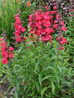 Penstemon 'Cha Cha Cherry' ®
