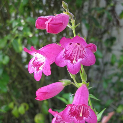Penstemon Sour Grapes (P9)