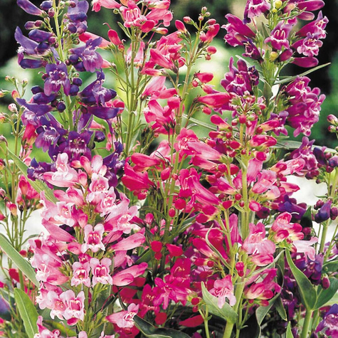 Penstemon bródkowy (C2)