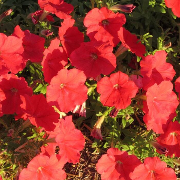 Petunia ogrodowa Ballada czerwona mieszaniec 0,1g