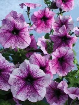 Petunia ogrodowa Tęcza 0,05g