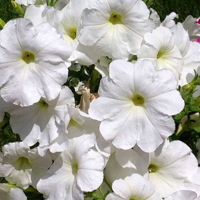 Petunia ogrodowa biała mieszaniec F2 0,1g