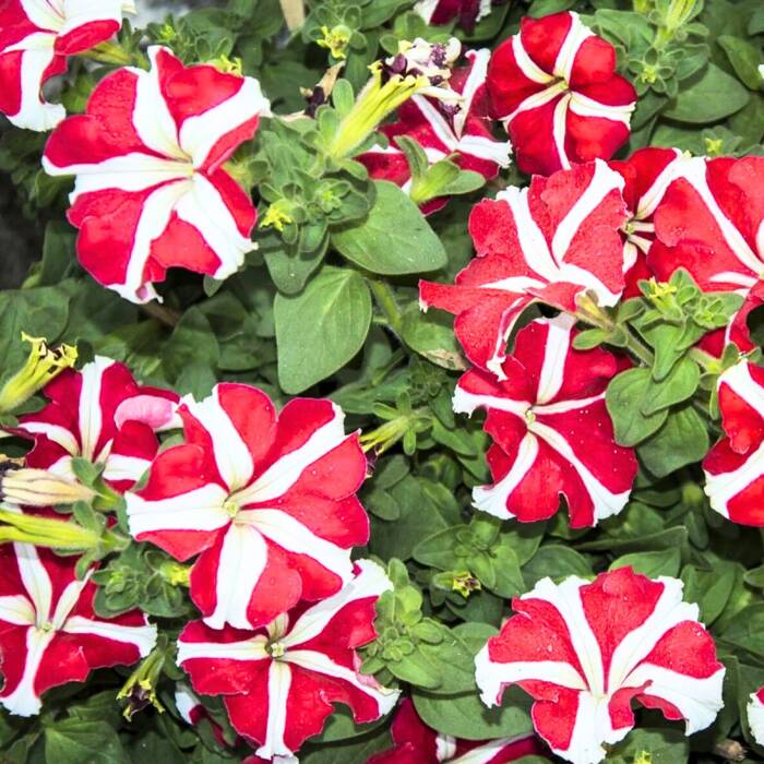 Petunia ogrodowa biało-czerwona 0,05g