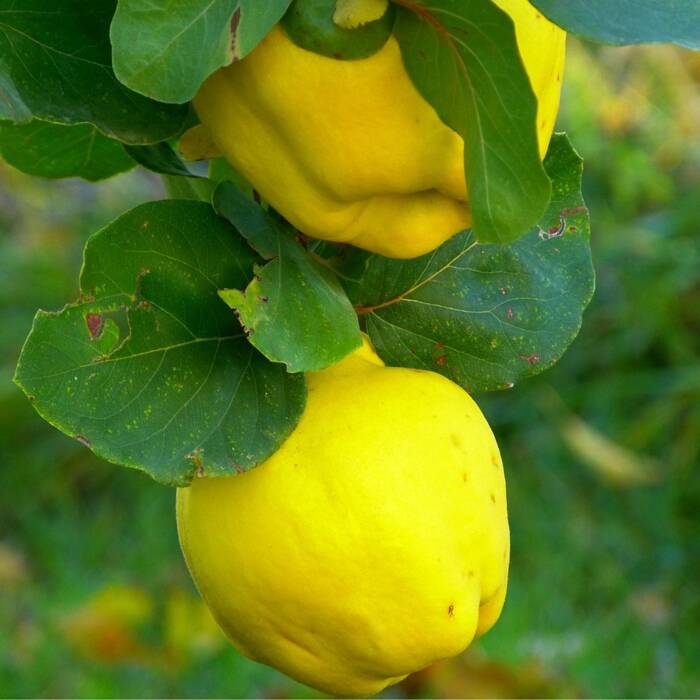 Pigwa gruszkowa Wołgogradzka ukraińska miękko owocowa Plant Pack