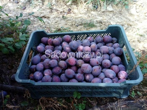 Półkarłowa Śliwa President okazałe owoce w doniczce 