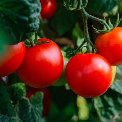 Pomidor gruntowy Bio 0,3g