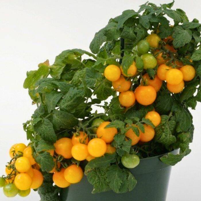 Pomidor gruntowy karłowy cherry kulisty żółty MINI OGRÓD 0,1g 