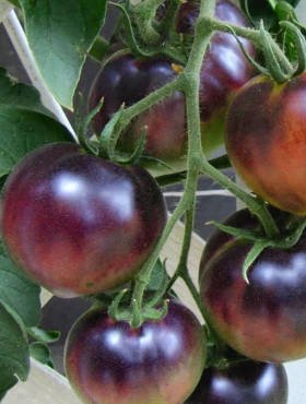 Pomidor gruntowy wysoki Czarny Książe 0,2g