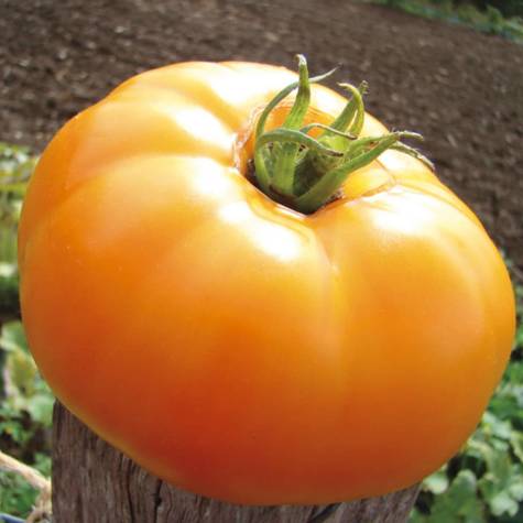 Pomidor gruntowy wysoki Jantar 0,5g