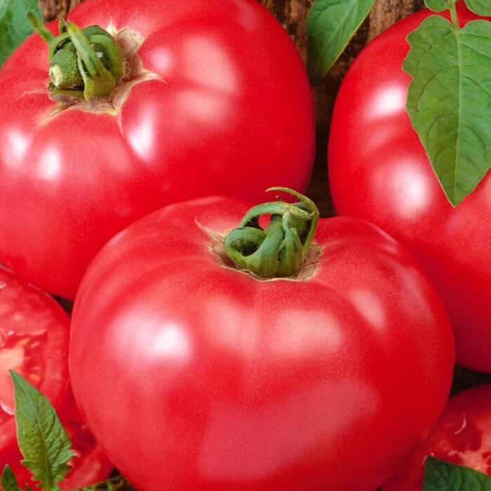 Pomidor gruntowy wysoki Malinowy Adonis 10g