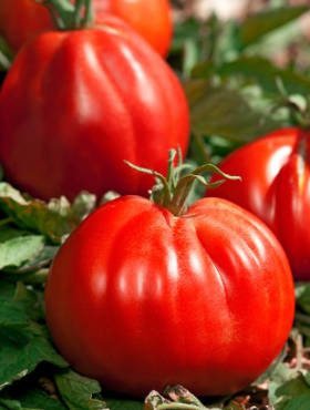 Pomidor gruntowy wysoki Malinowy Corazon F1 Bawole Serce 0,1g