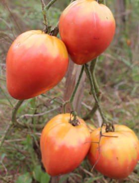 Pomidor gruntowy wysoki Malinowy Cuor di Bue Bawole Serce 0,2g