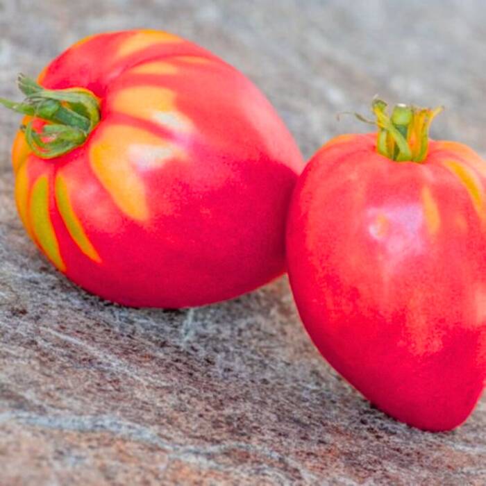 Pomidor gruntowy wysoki Malinowy Herodes 0,3g