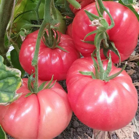 Pomidor gruntowy wysoki Malinowy Warszawski 10g
