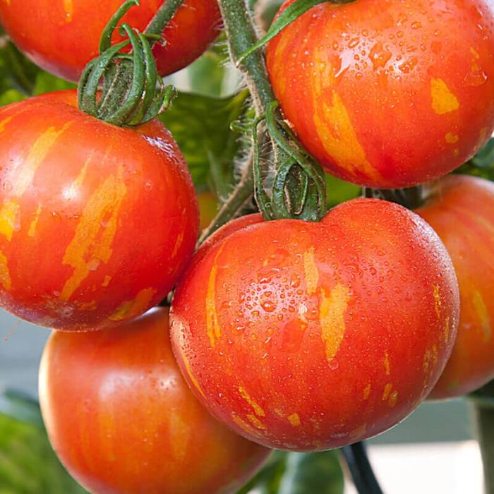 Pomidor gruntowy wysoki Tigerella 0,1g